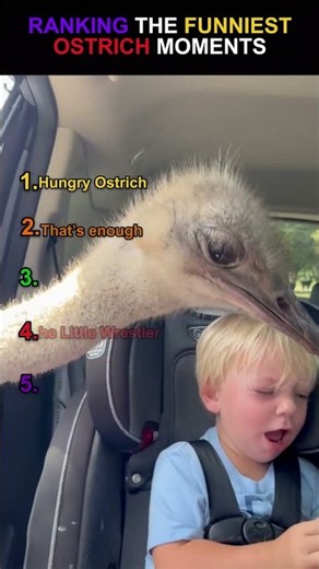 Ranking the Craziest Ostrich Moments 🤯🦤