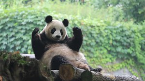 63K views · 2.9K reactions | If you are happy and you know it. Come on! Shake your body with the panda along with the music tempo. (Zhang Ka) #HiPanda #CCRCGP For more panda information, please check out: https://en.ipanda.com | iPanda | Facebook