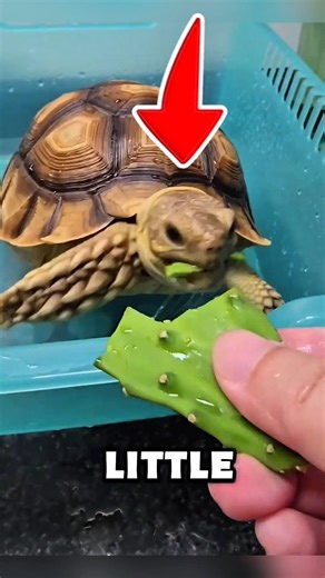 This girl found a tiny turtle in her yard and raised It into a hiant #animals #shorts