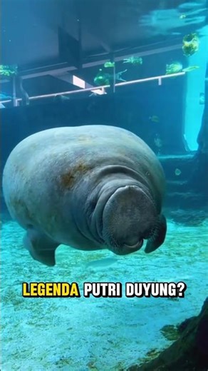 dugong#dugong #putriduyung #faktaunik #faktamenarik #faktadunia #hewanbesar #hewanunik #fyp #animal