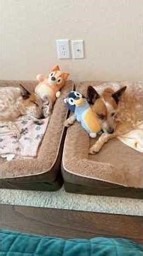 Afternoon nap for the “hard working” cattle dogs 😂