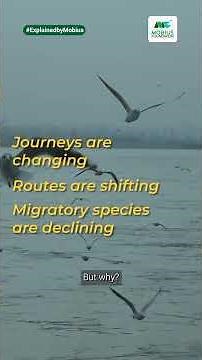 World Migratory Bird Day