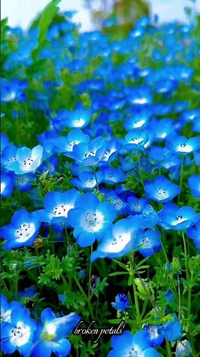 Blue Flower Paradise 🌸💙 | Relaxing Nature View in 4K