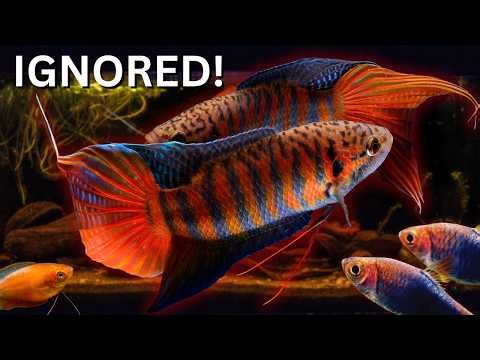 Fish Nobody Buys Anymore… But Should