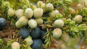 Juniper – Health Benefits and Side Effects