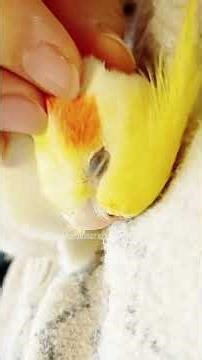 Cute Cuddly Moments 💖🦜🫠 #cockatielscraze #birds #cutepets