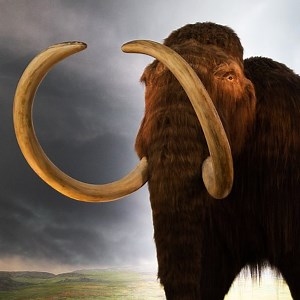 Startup Colossal plánuje oživit mamuta genetickým editorem CRISPR