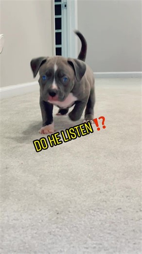 One Of Our Bullz. Let’s See If He Will Listen To A Command 👀⁉️#tsbparlay #tsbdreka #fyp #toppsidebullz ##xlbully #puppy #listen #command #puppytraining