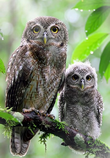 Owl eyes are elongated tubes held in place by bones, which is why they can’t move their eyes — instead, they rotate their heads up to 270 degrees! | Go Wise Owl