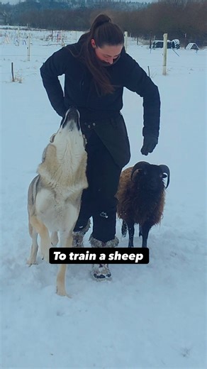 Honestly, who knew sheep and (Wolf) dogs could be training partners, let alone that a sheep would be casually jumping over a wolfdog like it's the most natural thing in the world? It's kind of insane when you think about it, but that's the magic of understanding pure mechanics and motor skills. Once you get those basics down, you can break all the usual rules. So yeah, it's wild, but it's also proof that with the right approach, you can turn the unbelievable into reality. Super proud of MVP grad