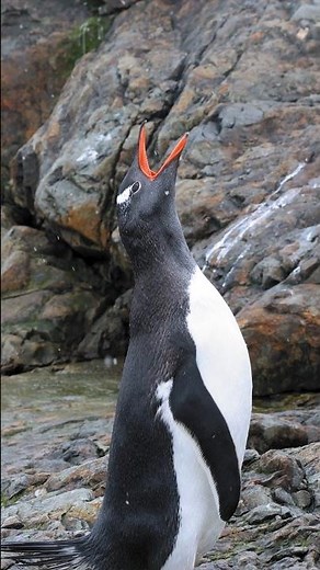 MOST incredible audio of a penguin ROAR