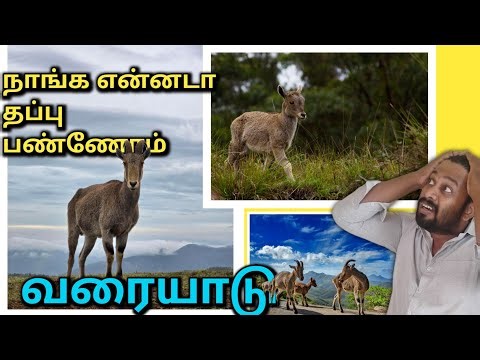 வரையாடு இதெல்லாம் அதிசயம்தான் - Nilgiri Tahr facts and Life tamil - Anbulla Sahotharan