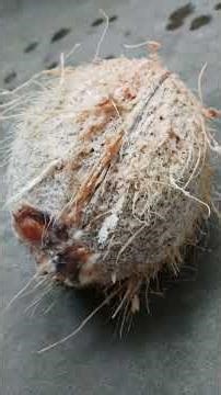 How To Export Dry Coconut From India || Start Export Business from India – Step by Step