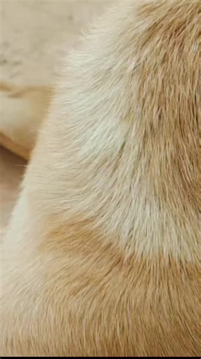 “Puppy Tick-Free Spa Time 🐾💛”#dog #cute #love #usa #smart