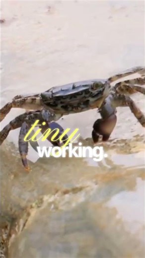 The Deep Sea Alien: Meet the Phronima Crustacean.
