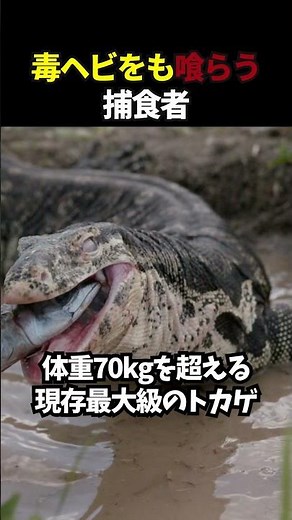 A predator that even devours venomous snakes: The Komodo Dragon