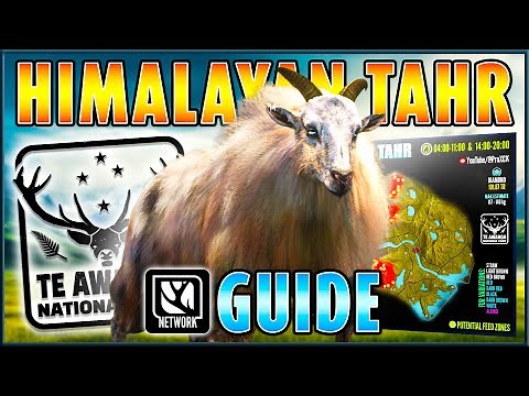 Te Awaroa TAHR Guide! | How to Hunt Himalayan Tahr on Te Awaroa! - theHunter Call of the Wild