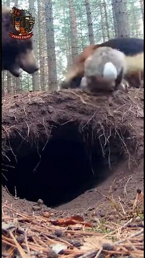 Wolverine Attacks Burrow… Until a Bear Suddenly Appears #animals #wildlife #rabbit #wolverine #bear