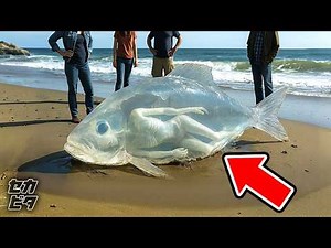 漁師が捕まえた思いがけない生物ほか２８選