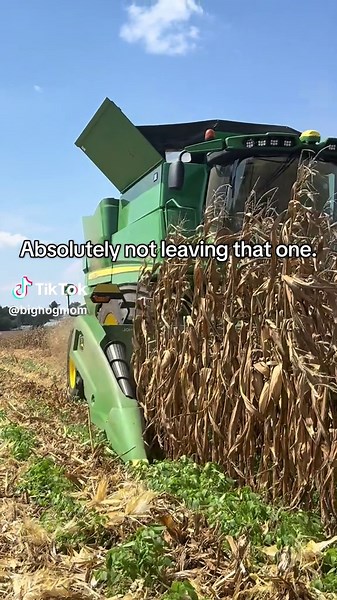 Can't Leave a Job Unfinished: A Hilarious Farm Harvest Moment