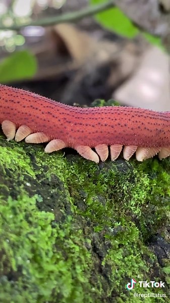Giant Red Velvet Worm in Costa Rica Explained
