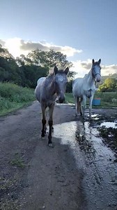 40K views · 1.1K reactions | Wee wittle Spider Pants saying hello for the first time we have seen the  in months..... | Soquilichi Rescue Ranch - SRR - Australia | Facebook