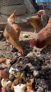 Is The Maggot Farm Working? #maggots #chickens #chickencoop #eggs | Fishin’ with Tate