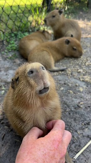 Amazing Capybara TikTok Video with Baby Potato
