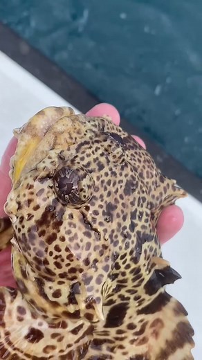 Exploring Florida's Diverse Sea Creatures