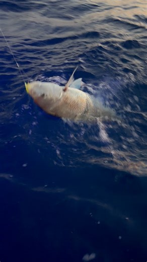Can’t beat catching a good fish on quality gear. Shimano Fishing New Zealand Stella getting the job done! Senator Boats Black Magic Tackle Furuno New Zealand Hutchwilco NZ Fishing News CAROL MAREE SQUID TimeZero Navigation Software #shimano #ShimanoFishing #shimanoreels #snapper #dangovierfishingnz #fishing #snapperfishing #fishingtrip #baitfishing #sportfishing #squid #excited #memories #goodtimes #goodvibes #tasmanbay #topofthesouth | Dan Govier Fishing NZ