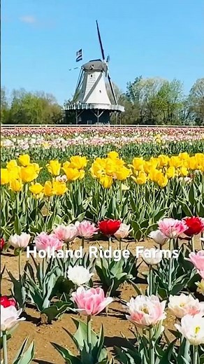 “ NJ’s Hidden Tulip Paradise 🌷 Holland Ridge Farms 2026” Peak bloom ❤️