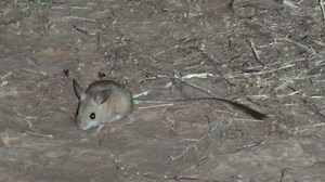 Fawn hopping mouse - Alchetron, The Free Social Encyclopedia