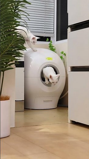 petgugu cat toilet is working
