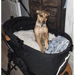 Phoenix, AZ - Chihuahua. Meet Sable a Pet for Adoption - AdoptaPet.com