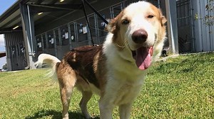 Adoption fees waived at Fort Bend Co. Animal Shelter