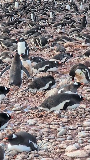 Gentoo penguin breeding colony