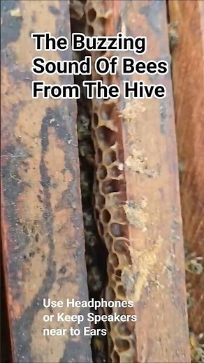 The Bee Buzz.Most Increadable Sound Ever..Captured By Beekeeper Harshada Deshmukh #beebuzz #buzz