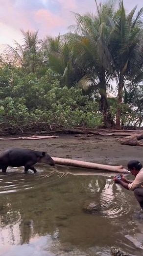 Exploring Tapirs in Their Natural Habitat