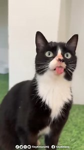 Beautiful little Teacup is the most amazing survivor kitty! 🥰❤️‍🩹 We believe she suffered a severe jaw injury early in life, which left her unable to open or close her mouth. Her adorable derpy tongue falls out of her mouth because she has no way to hold it inside. Somehow, she managed to learn how to eat and drink using only her tongue (although you can see in the video how much effort it requires). She's also able to partially groom herself, but unable to do the kind of grooming necessary to