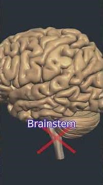 Brain Stem Blood Supply & Brain Stem Death