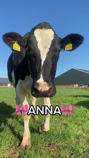 Groetjes van Anna en haar vriendinnen uit de Beemster. 🐄🐄🐄 #💙 #Beemsterkaas #beemster #kaas #cheese #koe #fyp #foryoupage #voorjou #cow