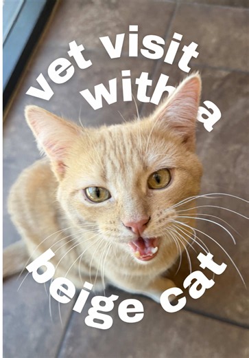 Beige Cat Milo's Vet Visit: Seizure Update