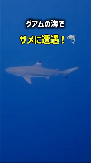 グアムで体験ダイビング！サメとフグに遭遇🦈🐡【Guam Diving】#shorts #ダイビングショップ #guam