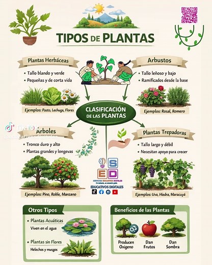 🌿 Descubre la diversidad de las plantas 🌿 Las plantas llenan nuestro mundo de vida, color y oxígeno. Desde las más pequeñas hasta los grandes árboles, cada tipo cumple un papel esencial en la naturaleza. 🌱🌸🌳 ✨ Tipos de plantas: 🌳 Árboles 🌿 Arbustos 🌱 Hierbas 🌸 Plantas con flores 🌵 Plantas suculentas y cactus 🌾 Plantas medicinales Cuidarlas es cuidar el planeta. 💚 #Plantas #Naturaleza #TiposDePlantas #PlantasMedicinales #PlantasConFlores