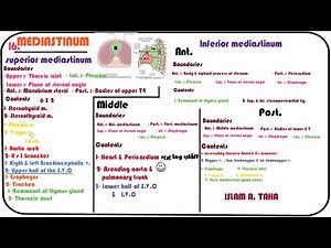 16.Mediastinum ( Anatomy and contents )