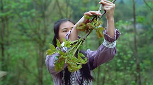 The Leaves Can Be Found Only in China - Chinese toon! 只有中国人才能做出的特色美食 - 香椿芽！ The toon tastes the best at this time, and it is a delicious taste that cannot be missed. 俗话说的好“谷雨香椿味正浓”，这个时候的香椿吃起来味道最好，不能错过的美味。 #Longmeimei #Toon #Chinesetoon #龙梅梅 #香椿 #香椿芽 | 龙梅梅Longmeimei
