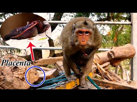 Elderly monkey seems to be better after giving birth