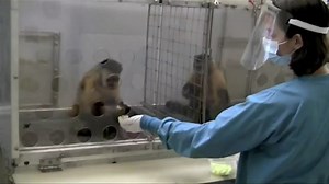 1.7K views · 20 reactions | Äußerst menschlich: Affe reagiert wütend auf Ungerechtigkeit | WEB.DE News | Facebook