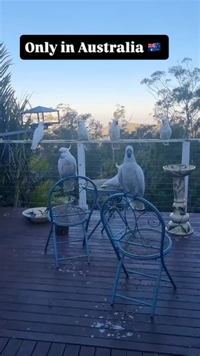 What birds do you see? | My Discovery Lens