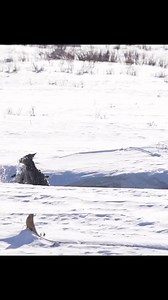 Yellowstone Wolf hunting and killing a mule deer. The deer was no match for this lone wol #reelsfb #wolf #wolfdogs #wolfdogsofinstagram #virals #animalsofinstagram #dog #wolfman #wolfpack #wolfpup #animal #wolfdogcommunity #animals #wolves | Wolf Lover